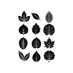 Fototapeta premium Vector Silhouette Leaf Icon Set Willow, Poplar, Sycamore, Chestnut, Linden, Alder