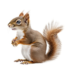 Obraz premium Squirrel on isolated on transparent background