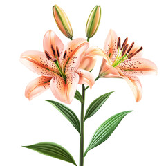 Fototapeta premium Lily isolated on transparent background