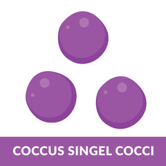 Coccus morphology Cocci Shape Illustration