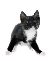 kitten in studio