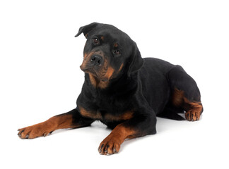 rottweiler in studio