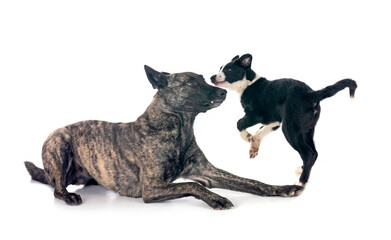 Dutch Shepherd and puppy border collie