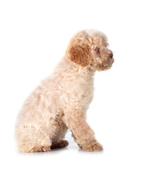Romagna Water Dog