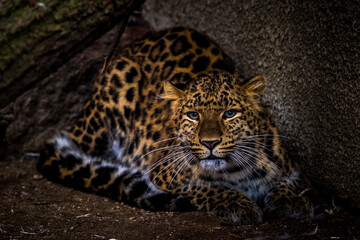 leopard chinese portrait from nature