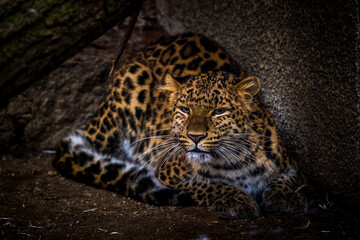 leopard chinese portrait from nature