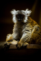 black lemur portrait in nature park