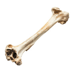 Fototapeta premium Isolated Bone Medical Image on transparent background.