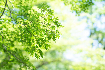 Green leaves background in summer