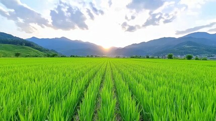 Obraz premium Vibrant green rice fields under a sunset, stunning mountain backdrop.
