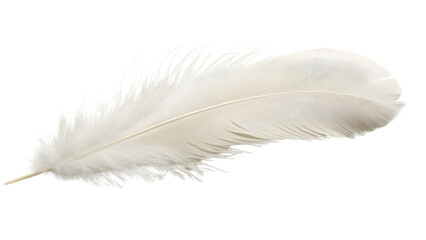 white feather Isolated on white background