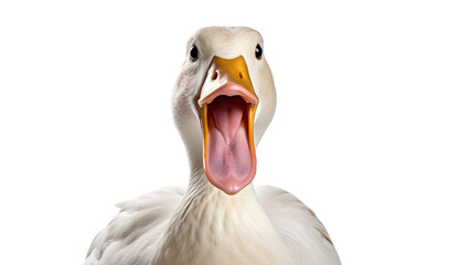 Duck with open mouth Isolated on white background