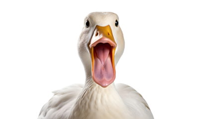 Duck with open mouth Isolated on white background