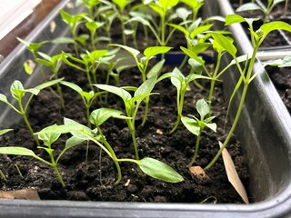 The use of plastic food boxes for growing green seedlings of peppers and tomatoes in the ground on the windowsill at home as a concept of reasonable consumption