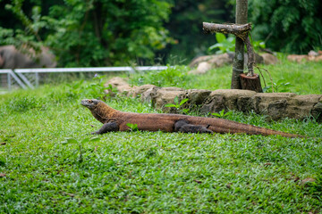 A Komodo dragon rests on the grass in its zoo enclosure, calmly basking in the environment. The lizard's long body stretches out, and the natural backdrop of greenery and stones highlights.