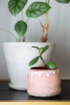 Crassula ovata plant propagation. The shoot is planted in a handmade pink plant pot with white dripping paint on top. In the background there's a white plant pot with an Alocasia Silver Dragon.
