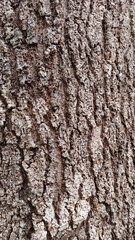 Exotic tree bark texture