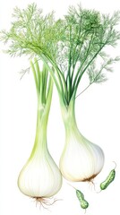 Exquisite Watercolor Fennel Illustration - A Detailed Botanical Rendering of Fresh Fennel Bulbs and Leaves