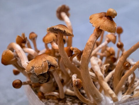 CLOSE UP, DOF: Mature Psilocybe cubensis mushrooms thriving in a plastic cultivation container. Dense growth of fungi with long, wavy stems and light brown caps indicates a healthy, thriving colony.