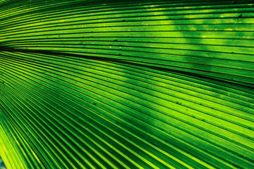Fototapeta premium Plants