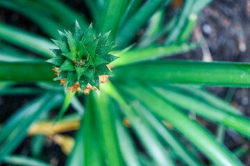 Pineapple plant