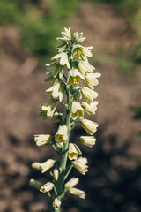 Blooming fritillaria persica Ivory Bells with creamy green flowers in garden