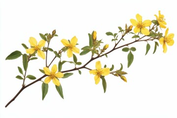 St. John's Wort Hypericum Perforatum Wild Plant Blossom in Nature