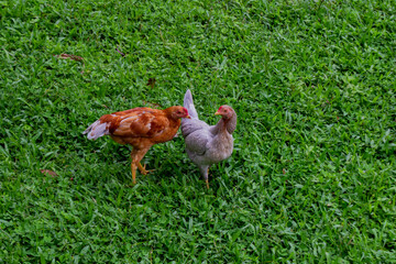 Two Free-Range Chickens Walking on Green Grass in Farm