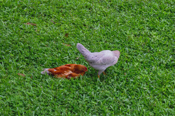 Two Free-Range Chickens Walking on Green Grass in Farm