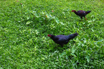 Two Black Hen on Grass in Natural Farm Environment