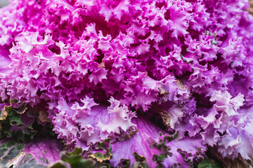 plein cadre sur un chou violet