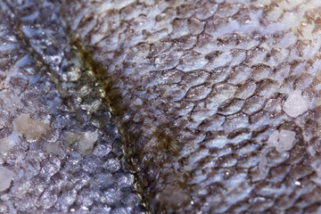 Macro close up of raw fish skin with scale detail ready for cooking © squeebcreative