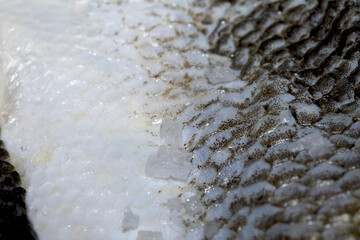 Macro close up of raw fish skin with scale detail ready for cooking © squeebcreative