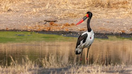 South Africa, Sabi Sand, Saddle-billed Stork (Ephippiorhynchus senegalensis), male