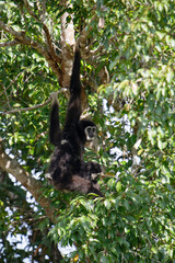 common gibbon, white-handed gibbon eating fruit