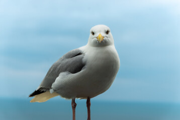seagull on the beach