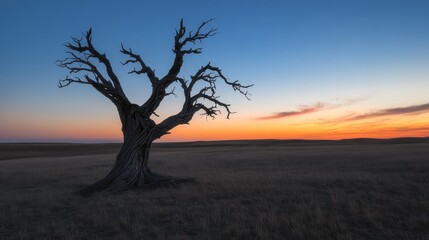 Beautiful Silhouette of a Barren Tree Against a Colorful Sunset Sky