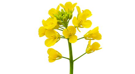 yellow spring flowers of mustard isolated on transparent background png