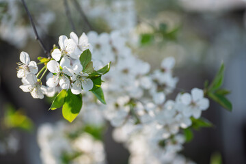 Cherry tree branch with beautiful white flowers blooming during a sunny spring day