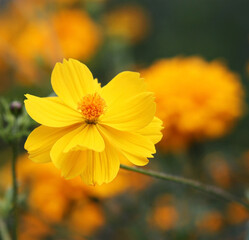 Yellow flower