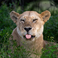 lioness roaring in the savannah, serengeti, Tanzania
