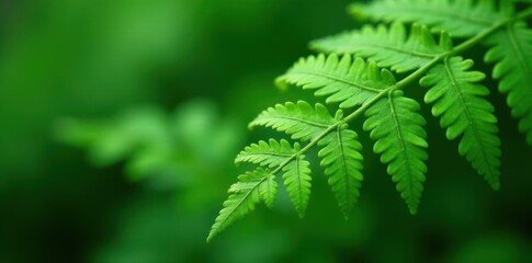 Fototapeta premium Delicate fern fronds, intricate venation, vibrant green, biology, vibrant, foliage