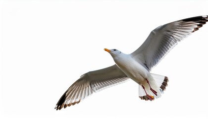 Striking Seagull in Flight Against Transparent Background Vivid Seashore Scene Radiates Freedom and Energy with Captivating Ocean Blues and White Wings
