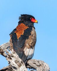 South Africa, Sabi Sand, Bateleur Eagle (Terathopius Ecaudatus)