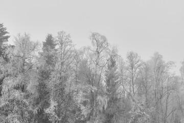 Mixed forest by the Olterudelva River, Toten, Norway, in hoarfrost.