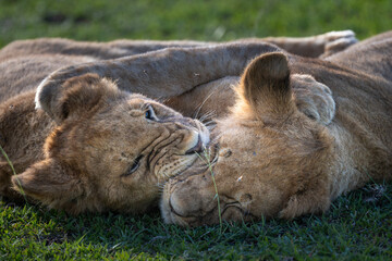 lion cubs playing around, serengeti Tanzania