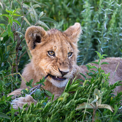 lion cubs playing around, serengeti Tanzania