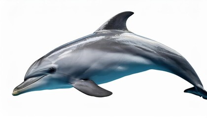 Grey Ocean Dolphin in Stark Isolation on Pristine White Background A Majestic Marine Mammal, Boldly Graceful and Mysterious, Captured against a Timeless Backdrop.
