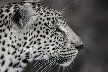 South Africa, Sabi Sand, Leopard (Panthera pardus), B&W, portrait