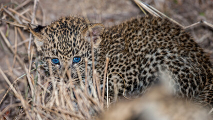 South Africa, Sabi Sand, Leopard (Panthera pardus), cub, portrait